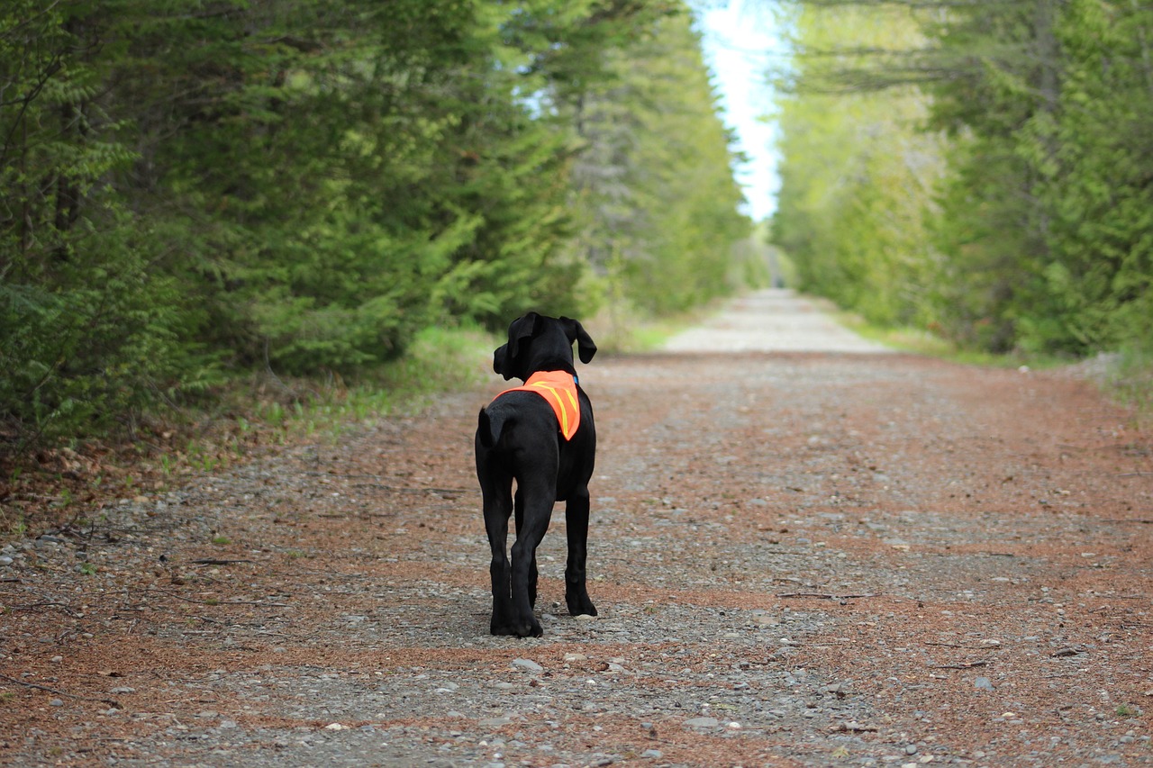 How to Create a Safe Outdoor Environment for Pets